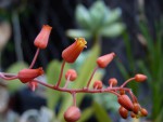 Aloe descoingsii květ.jpg