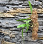 Bulbophyllum bicolor.jpg