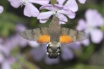 Macroglossum.JPG