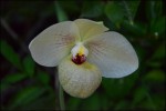 Paphiopedilum2.jpg