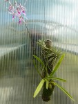 Encyclia adenocaula-rostlina.jpg