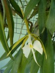 Epidendrum parkinsonianum.jpg