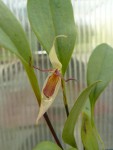 Pleurothallis hemirhoda 5.jpg