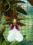 Trichocentrum tigrinum.jpg