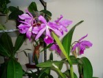 cattleya bowringiana 4.JPG