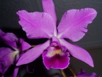 cattleya bowringiana 5.JPG