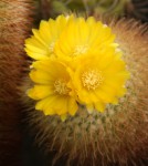 Parodia aureispina.jpg