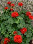 Pelargonium zonale.jpg