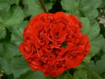 Pelargonium zonale 1.jpg