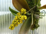 Oncidium pumilum2.jpg