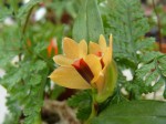 Dendrobium vexillarius orange.jpg