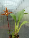 Maxillaria striata-rostlina.jpg