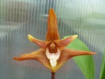Maxillaria striata.jpg
