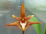 Maxillaria striata.jpg