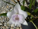 Laelia alaorii.jpg