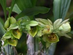 catasetum pileatum oro verde x catasetum expansum.jpg