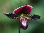 Paphiopedilum Maudie 'Vinicolor' forum.jpg