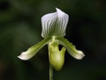 Paphiopedilum Maudiae 'Clair De Lune'.jpg