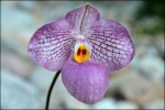 Paphiopedilum Magic Latern.jpg