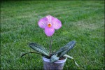 Paphiopedilum Magic Latern1.jpg