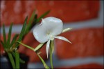Angraecum scottianum.jpg