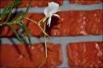 Angraecum scottianum1.jpg