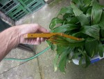 P.-formosana-leaves.jpg