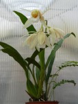 Coelogyne merrillii-rostlina.jpg