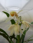 Coelogyne merrillii.jpg