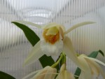 Coelogyne merrillii3.jpg