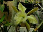 orchideje 2109.jpg