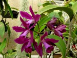 orchideje 2110.jpg