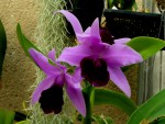 orchideje 2112.jpg