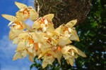 8510_Stanhopea jenischiana.jpg