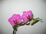 orchidejky 2010 006.jpg