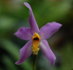 9158_Laelia lucasiana.jpg