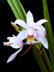 bletilla_formosana.jpg