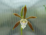 Encyclia pterocarpha.jpg