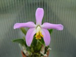 Laelia lucasiana.jpg