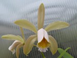 Cattleya forbesii.jpg