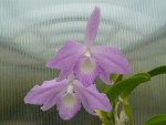 Laelia fidelensis.jpg