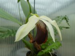 Coelogyne usitana.jpg