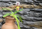 Paph.g.jpg