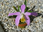 Laelia lucasiana.jpg