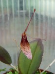 Restrepia dodsonii2.jpg