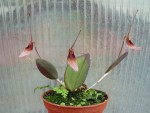 Restrepia dodsonii1.jpg