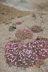 Acantholimon hypochaerum.JPG