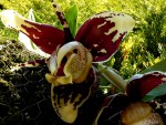 Stanhopea tigrina var. rubra.jpg