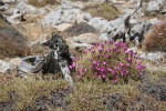 Dianthus erinaceus.JPG