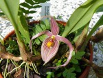 Bulbophyllum inunctum.jpg